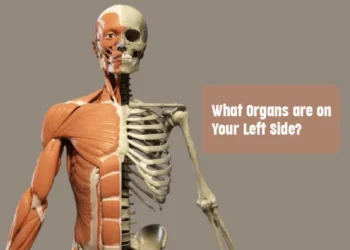 What organs are on your left side