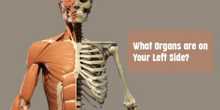 What organs are on your left side