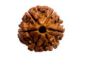 6 Mukhi Rudraksha