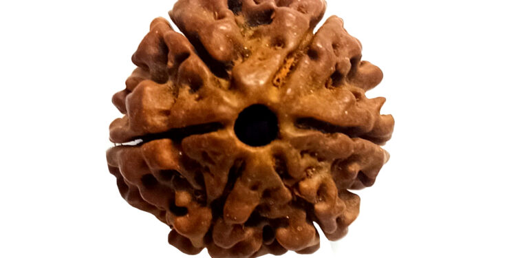 6 Mukhi Rudraksha